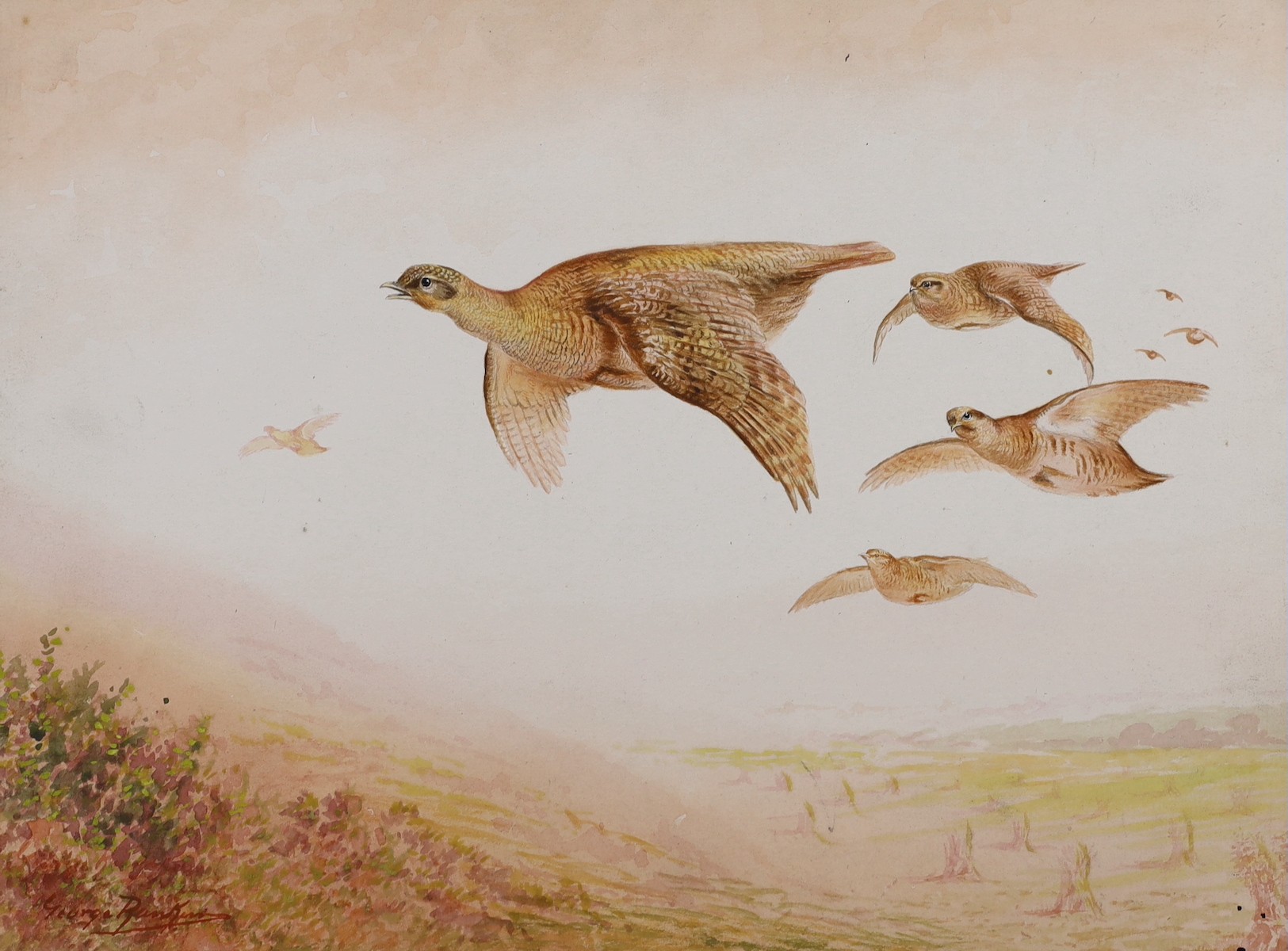 George Rankin (1864-1937), four watercolours, game birds, all signed, unframed, largest 29 x 44.5cm